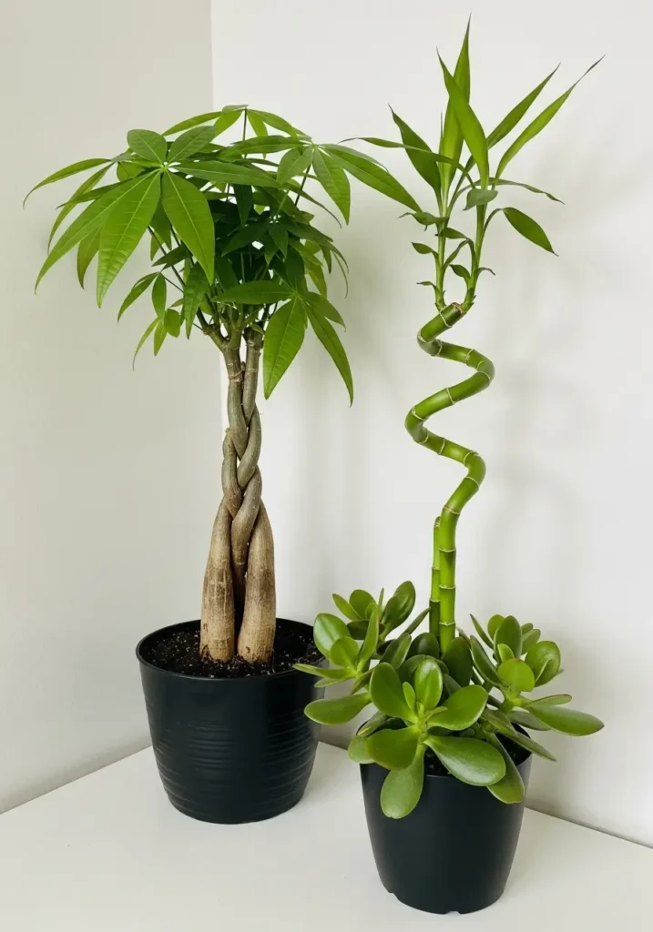 Wealth and Luck-Attracting Plants